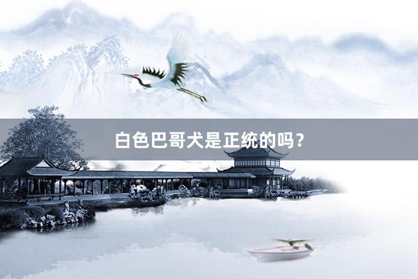 白色巴哥犬是正统的吗？